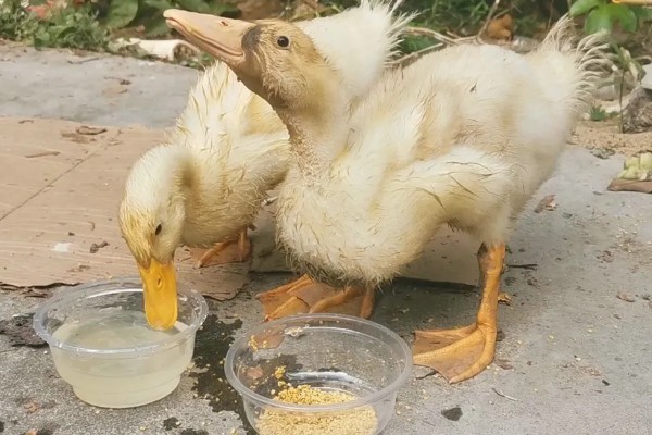 怎样给鸭子增肥,可以将新鲜猪血和鸭饲料进行混合饲喂