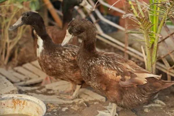 怎样给鸭子增肥,可以将新鲜猪血和鸭饲料进行混合饲喂