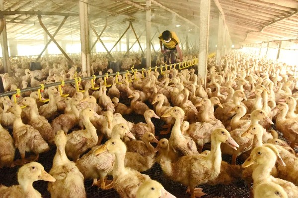 怎样给鸭子增肥,可以将新鲜猪血和鸭饲料进行混合饲喂