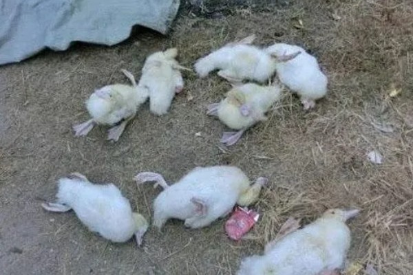 怎样给鸭子增肥,可以将新鲜猪血和鸭饲料进行混合饲喂