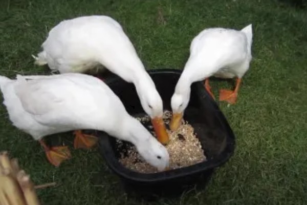 怎样给鸭子增肥,可以将新鲜猪血和鸭饲料进行混合饲喂