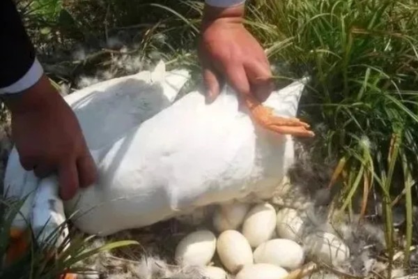 怎样给鸭子增肥,可以将新鲜猪血和鸭饲料进行混合饲喂