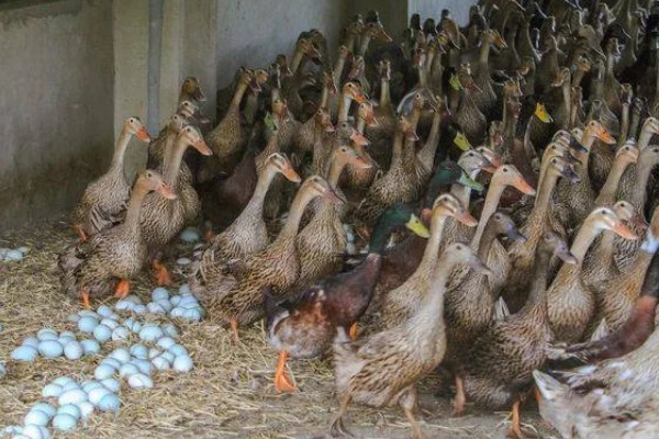 怎样给鸭子增肥,可以将新鲜猪血和鸭饲料进行混合饲喂