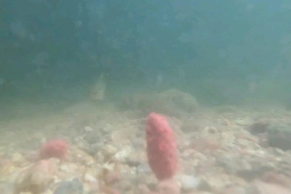 钓罗非鱼选择哪种漂，芦苇制作的浮漂被经常使用