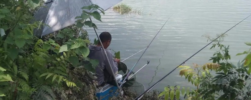 钓罗非鱼选择哪种漂，芦苇制作的浮漂被经常使用