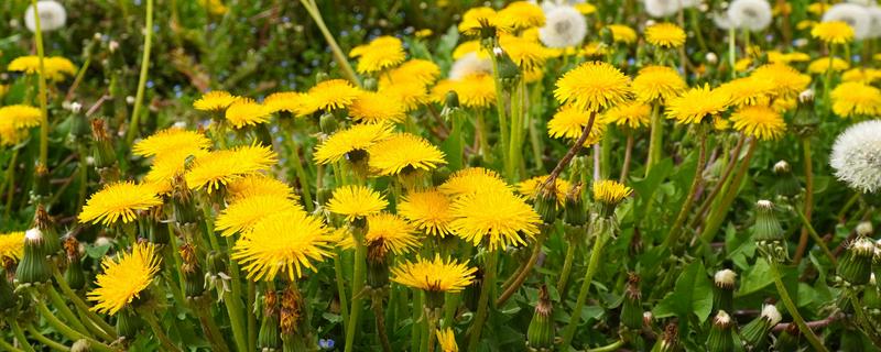 蒲公英一年四季可以种吗，春秋两季种植为佳