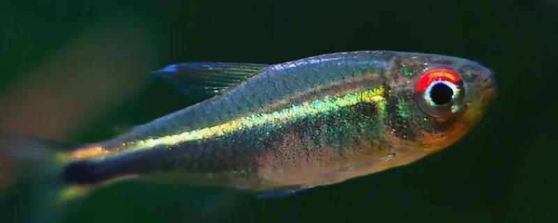 1cm的灯鱼多久能长大，一般需要3-6个月