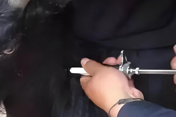 母羊胎衣不下怎么处理,可以向子宫内注射抗菌素溶液