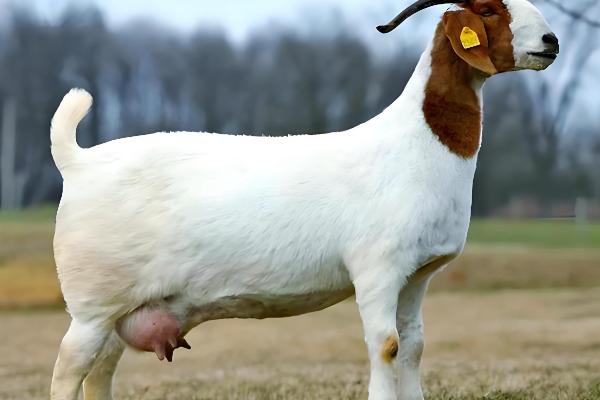 母羊胎衣不下怎么处理,可以向子宫内注射抗菌素溶液