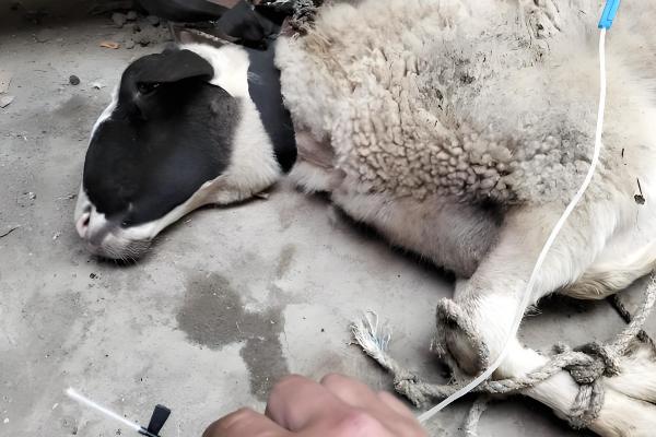 母羊胎衣不下怎么处理,可以向子宫内注射抗菌素溶液