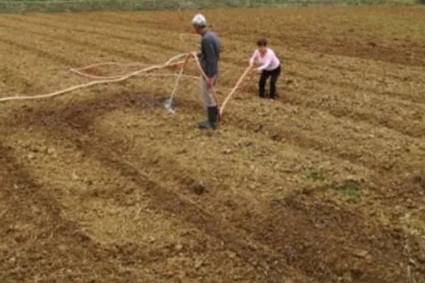 橘子的种子能不能种出来,播种后经过1个月左右就会发芽