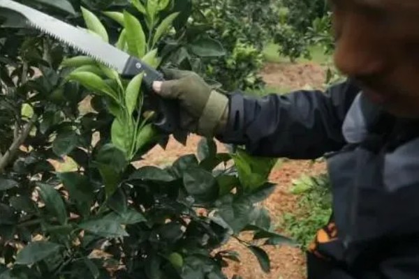 橘子的种子能不能种出来,播种后经过1个月左右就会发芽