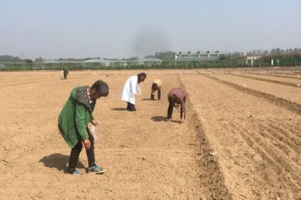 橘子的种子能不能种出来,播种后经过1个月左右就会发芽