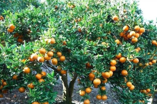 橘子的种子能不能种出来,播种后经过1个月左右就会发芽