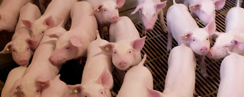 非洲猪瘟怎么防控，禁止无关人员进入养殖场