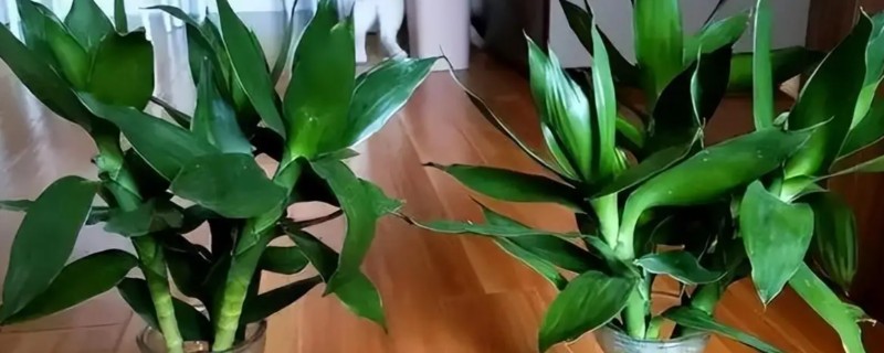 水培富贵竹怎么改土培，消毒处理后直接扦插进花盆即可