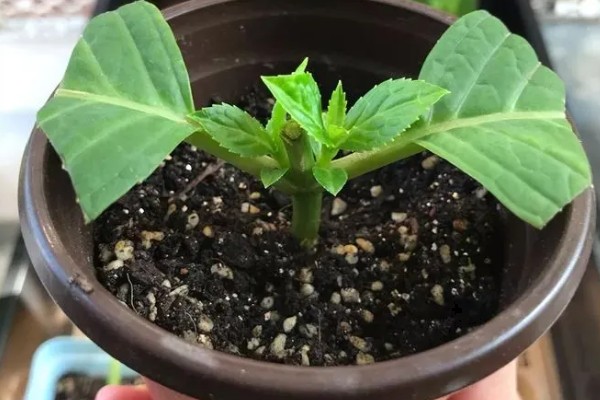 芙蓉花容易生哪种病,容易产生白粉病