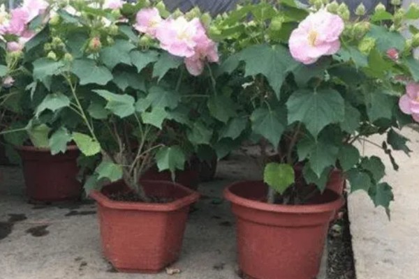 芙蓉花容易生哪种病,容易产生白粉病
