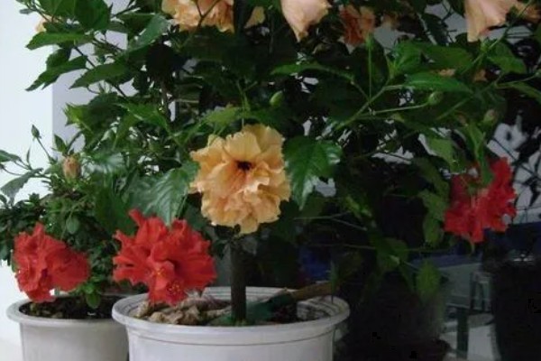 芙蓉花容易生哪种病,容易产生白粉病