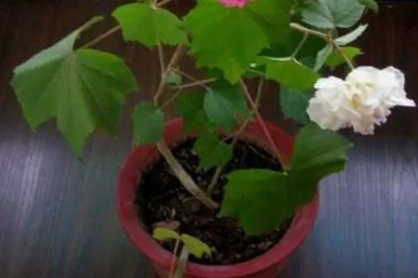 芙蓉花容易生哪种病,容易产生白粉病