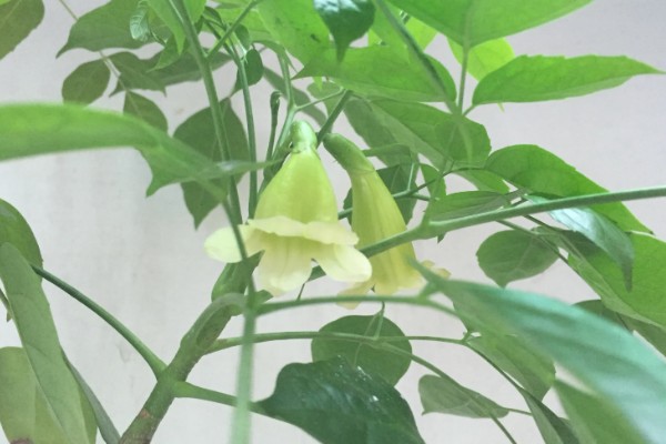 幸福树会不会开花，幸福树会开花