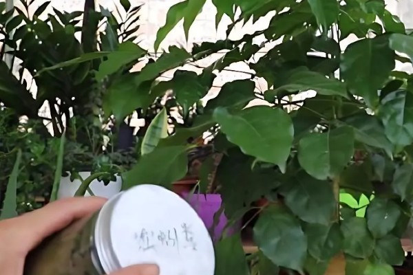 幸福树会不会开花，幸福树会开花