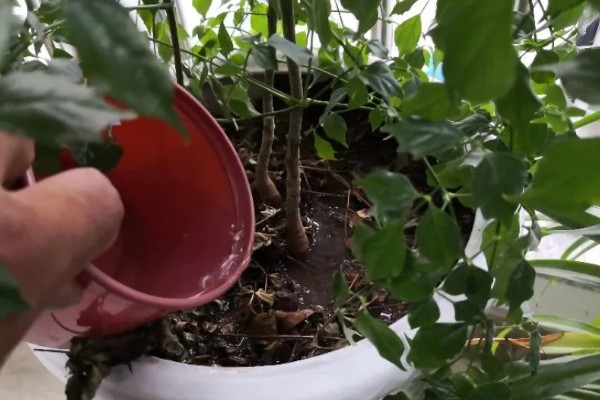 幸福树会不会开花，幸福树会开花