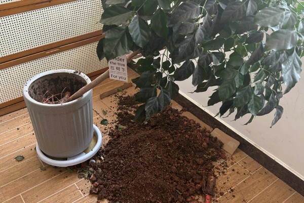 幸福树会不会开花，幸福树会开花