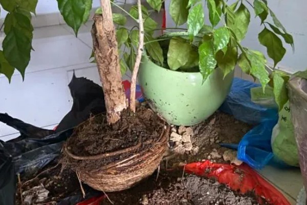 幸福树会不会开花，幸福树会开花