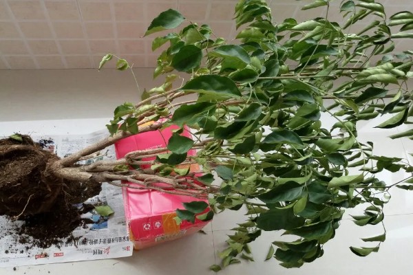 幸福树会不会开花，幸福树会开花