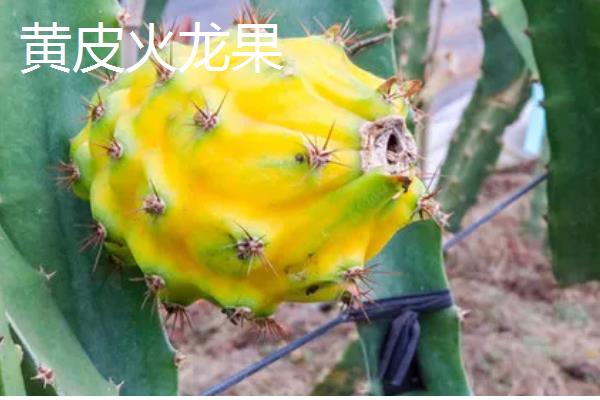 火龙果有什么品种，主要分为黄皮火龙果、红心火龙果等5种
