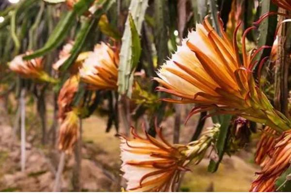 火龙果有什么品种，主要分为黄皮火龙果、红心火龙果等5种