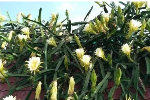 火龙果有什么品种，主要分为黄皮火龙果、红心火龙果等5种