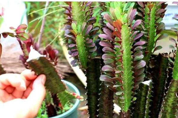 龙骨冻的发软了怎么处理，要及时移置到温暖的室内养护