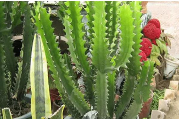 龙骨冻的发软了怎么处理，要及时移置到温暖的室内养护