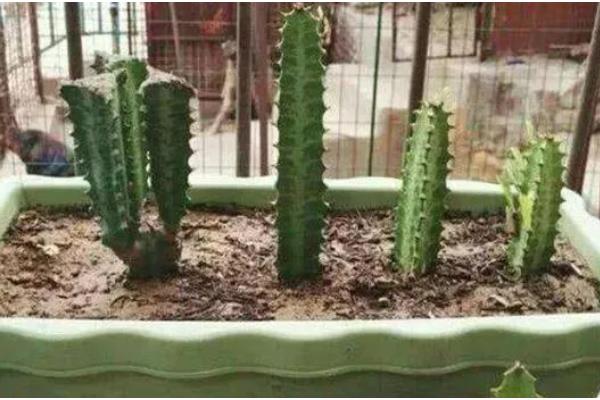 龙骨冻的发软了怎么处理，要及时移置到温暖的室内养护