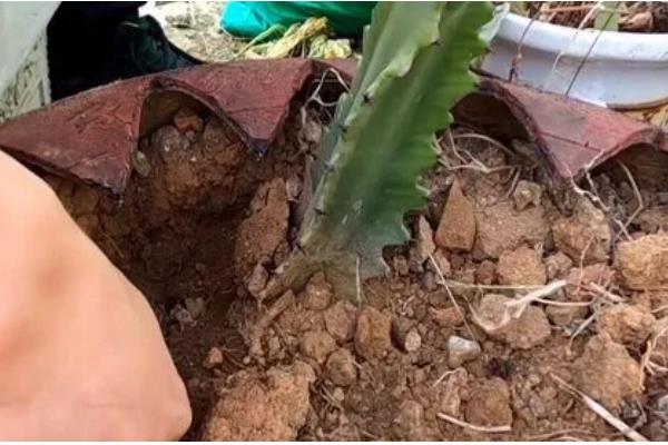 龙骨冻的发软了怎么处理，要及时移置到温暖的室内养护