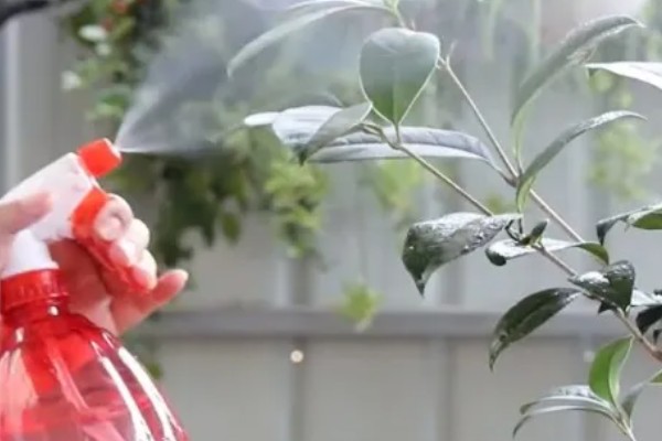 桂花树落叶了的原因，可能是经常移栽所致