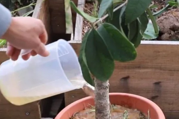 桂花树落叶了的原因，可能是经常移栽所致