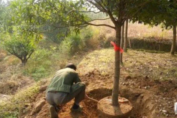 桂花树落叶了的原因，可能是经常移栽所致