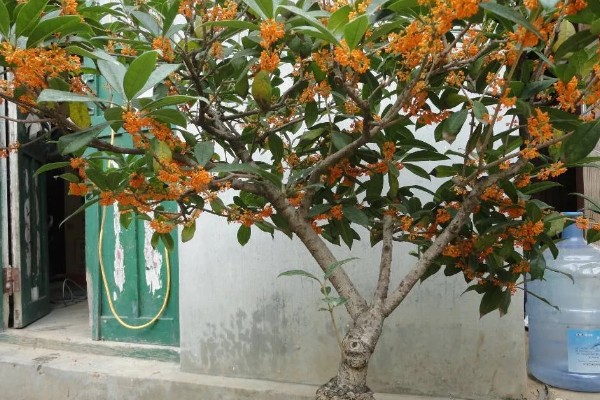 桂花树落叶了的原因，可能是经常移栽所致