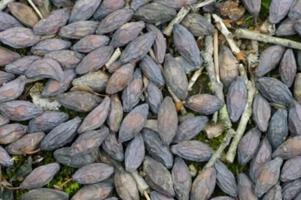 桂花树落叶了的原因，可能是经常移栽所致