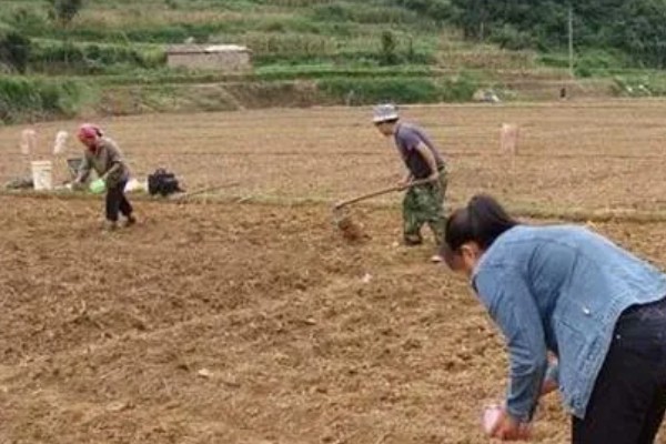 桂花树落叶了的原因，可能是经常移栽所致