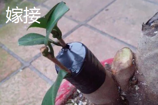 桂花树落叶了的原因，可能是经常移栽所致