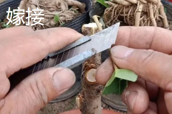 桂花树落叶了的原因，可能是经常移栽所致