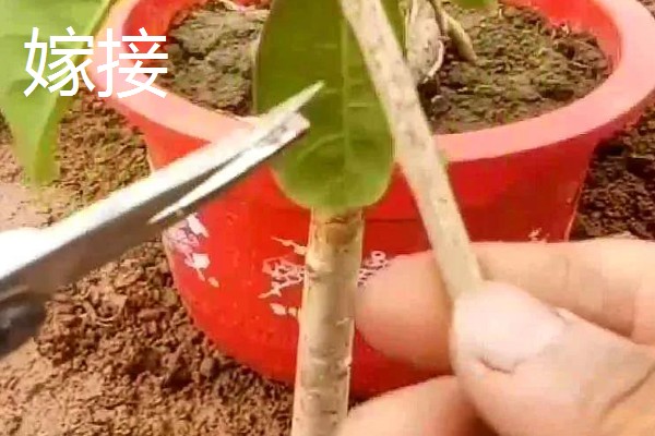 桂花树落叶了的原因，可能是经常移栽所致