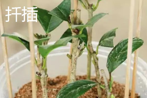 桂花树落叶了的原因，可能是经常移栽所致