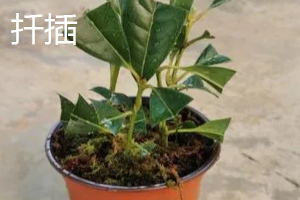 桂花树落叶了的原因，可能是经常移栽所致