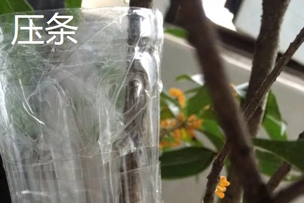 桂花树落叶了的原因，可能是经常移栽所致