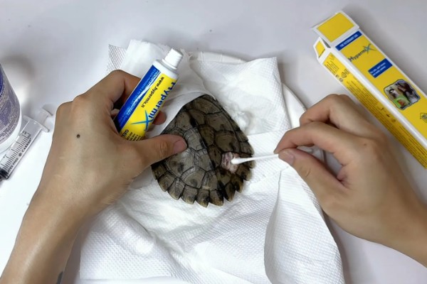 红霉素软膏怎么给乌龟使用,可以直接涂抹在患病的位置